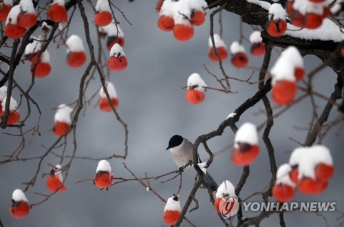 图为积雪覆盖着的柿子树,摄于2014年12月3日.