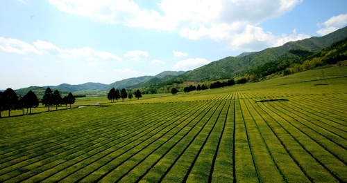 보성녹차, APEC 한중 정상회담 만찬에 올라 '눈길'