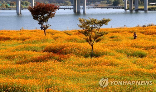 金色大波斯菊花海