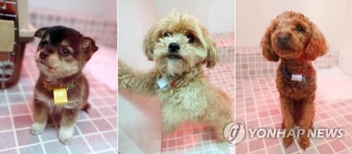 调查：韩国近三成家庭饲养宠物 - 1