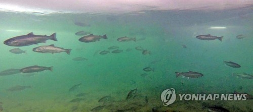 资料图片：2017年华川山鳟鱼庆典冰下的山鳟鱼（韩联社）