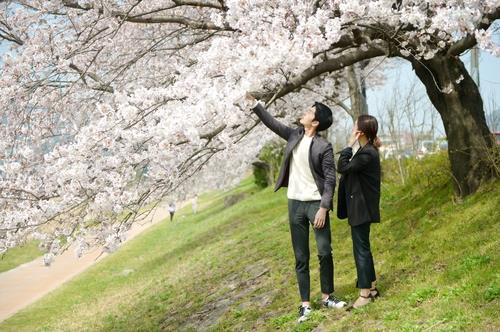 资料图片：一对情侣赏樱花。（韩联社）
