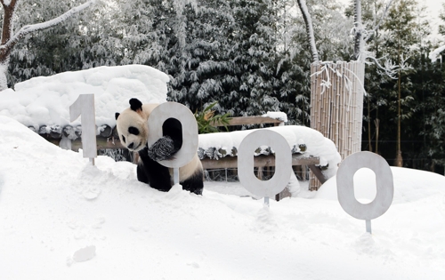 1月15日，在熊猫世界，乐宝在雪地上尽情玩耍。（爱宝乐园供图）