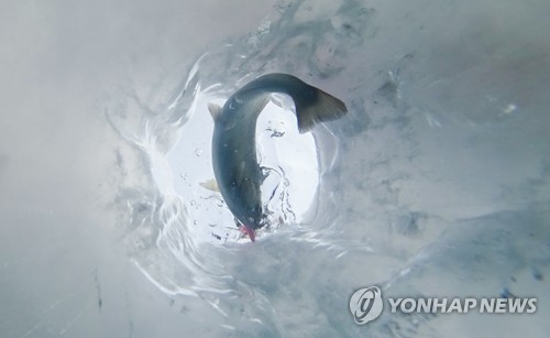 2019华川山鳟鱼庆典现场照（韩联社/华川郡政府供图）