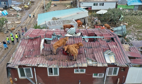 资料图片：8月9日，牛为躲避暴雨爬上屋顶。 韩联社