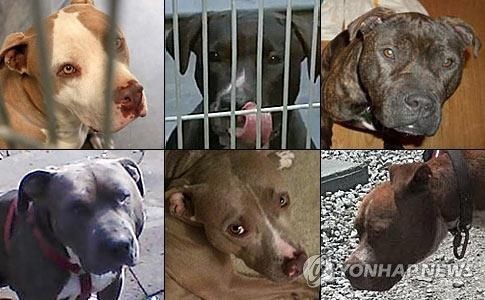 韩国养犬新规：养烈性犬义务投保
