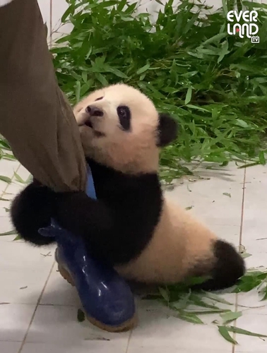 资料图片：大熊猫宝宝“福宝”抱住饲养员的腿不放。 爱宝乐园供图（图片严禁转载复制）