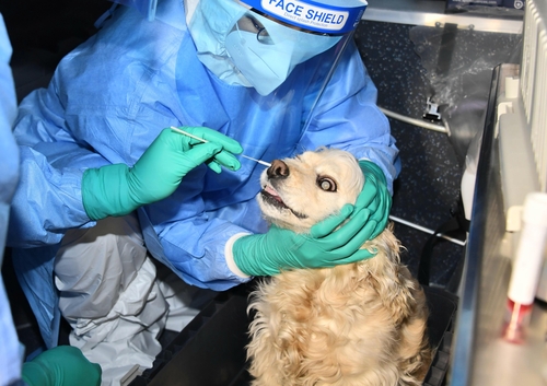 首尔市实施首例宠物狗新冠病毒核酸检测