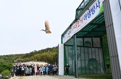 朱鹮振翅高飞。 韩联社