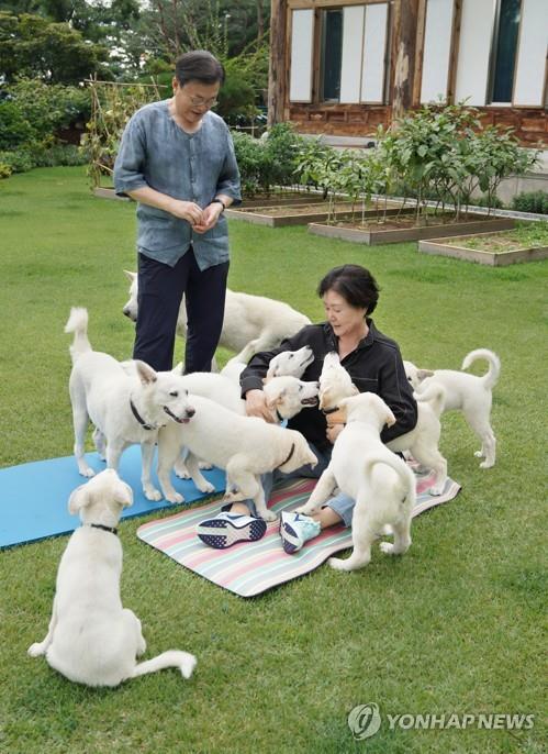 资料图片：文在寅夫妇与丰山犬亲密互动。 韩联社