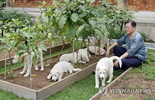 资料图片：文在寅与丰山犬幼崽亲密互动。 韩联社