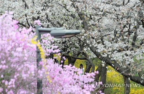 资料图片：4月4日，在江原道原州市延世大学未来校区，多株春花竞相绽放。 韩联社