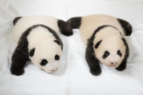 韩爱宝乐园双胞胎熊猫宝宝起名首轮票选启动