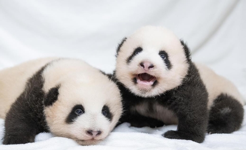 爱宝乐园熊猫双胞胎征名最终投票正式开启