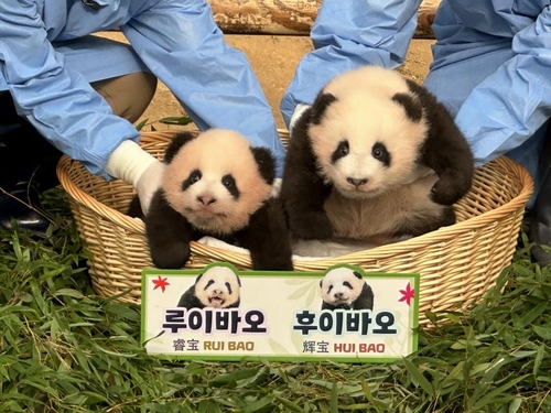 10月12日，在京畿道龙仁市的爱宝乐园“熊猫世界”，在韩诞生的首对双胞胎熊猫幼崽“睿宝”和“辉宝”首次与观众见面。 韩联社（图片严禁转载复制）