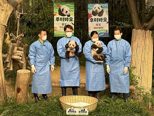 10月12日，在京畿道龙仁市的爱宝乐园“熊猫世界”，在韩诞生的首对双胞胎熊猫幼崽“睿宝”和“辉宝”首次与观众见面。 韩联社（图片严禁转载复制）