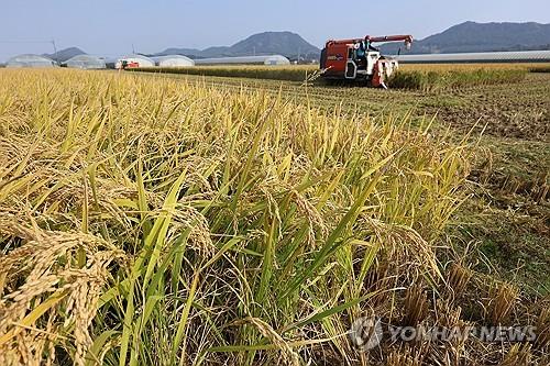 资料图片：金黄稻谷 韩联社