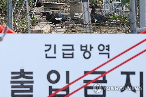 Highly contagious bird flu case found at laying hen farm in Pyeongtaek