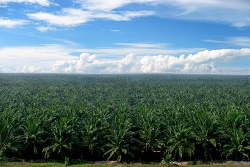 POSCO Int'l acquires Indonesia's Sampoerna Agro for 1.3 tln won to expand global biofuel business