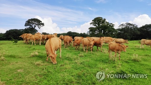 S. Korea makes first-ever delivery of Korean beef, pork exports to Singapore