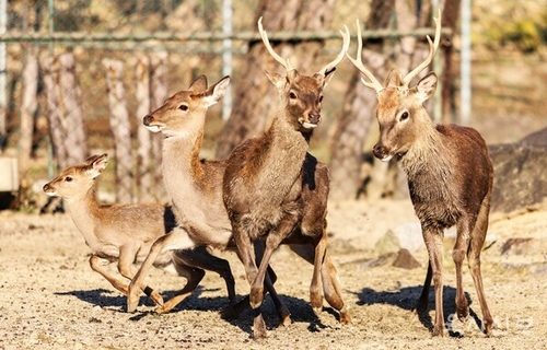 Deer at military academy brought back after short escape