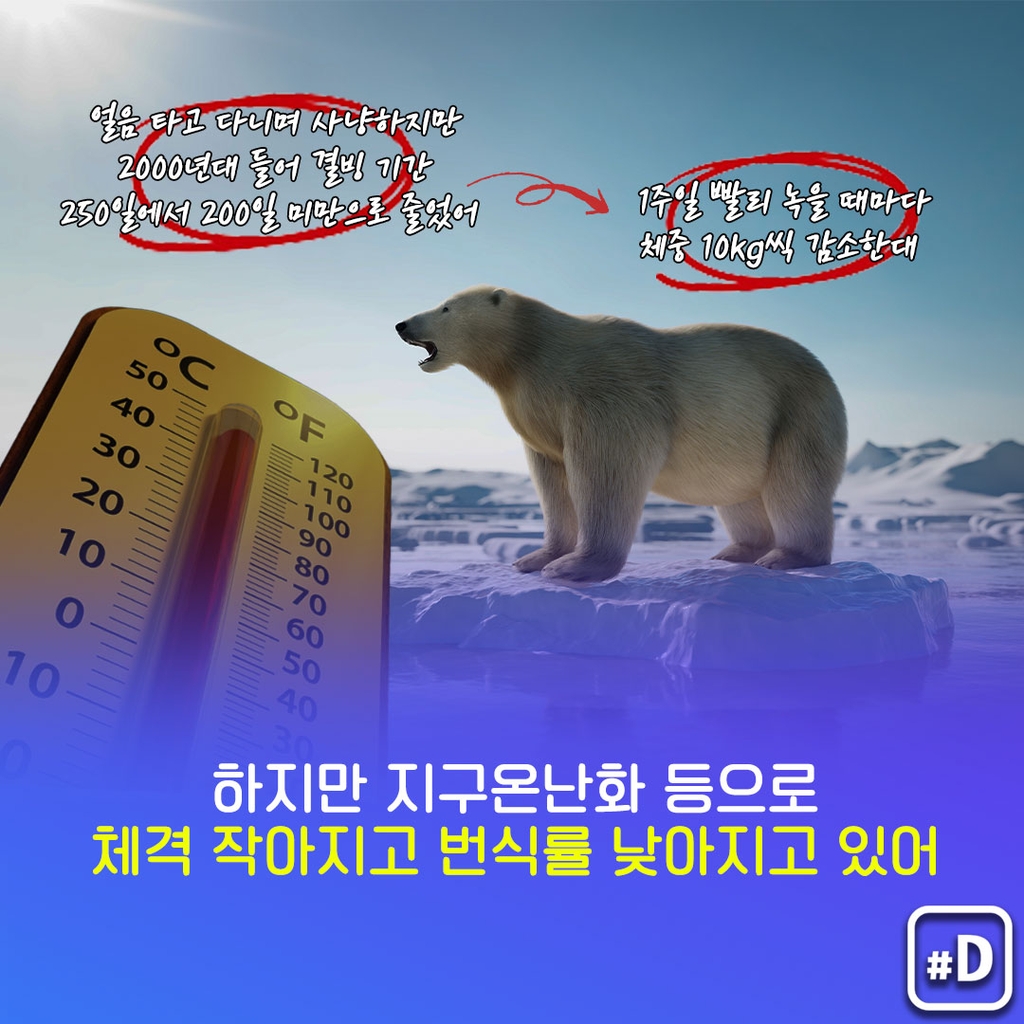 [오늘은] '멸종위기' 북극곰을 생각해보는 날! - 4
