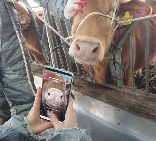 한우 코주름으로 개체 인증 기술, AI로 구현하다