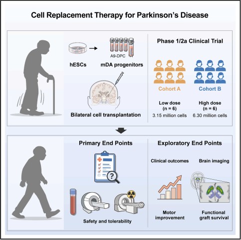 생활/환경 관련 이미지 - 배아줄기세포