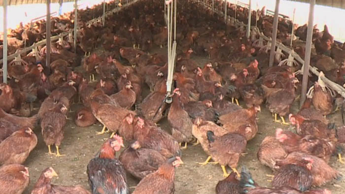 韩禽流感扩散 约3千万只家禽被扑杀