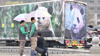 在韩出生大熊猫福宝返回中国 大批民众雨中送行