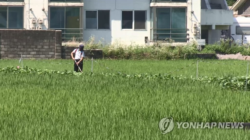 资料图片：农民在水稻田中耕作。 韩联社TV供图