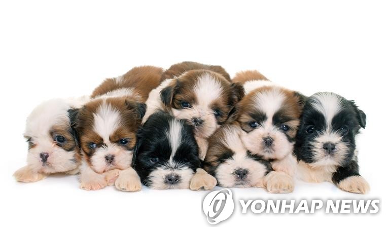调查：韩国近三成家庭饲养宠物