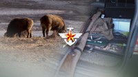 韩国民官军再次联合捕猎野猪防猪瘟扩散