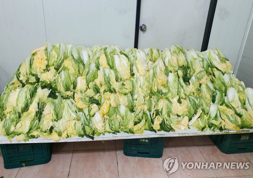 资料图片：韩国泡菜主原料盐渍白菜 韩联社