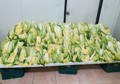 资料图片：韩国泡菜主原料盐渍白菜 韩联社