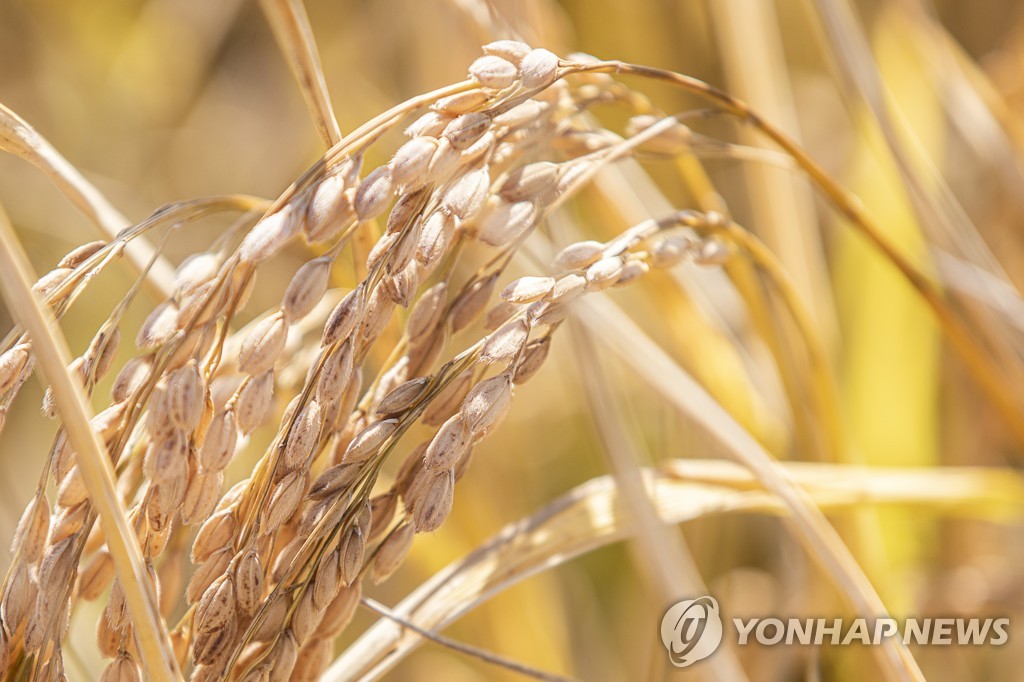 资料图片：水稻 韩联社