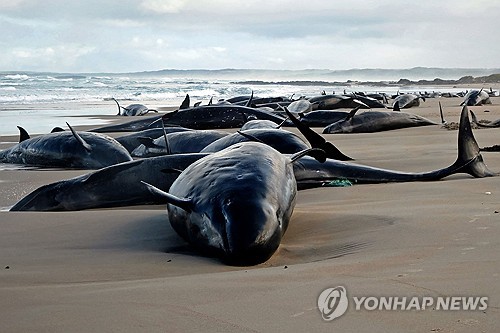 호주해변 밀려든 돌고래떼 구조 실패…157마리 폐사·안락사