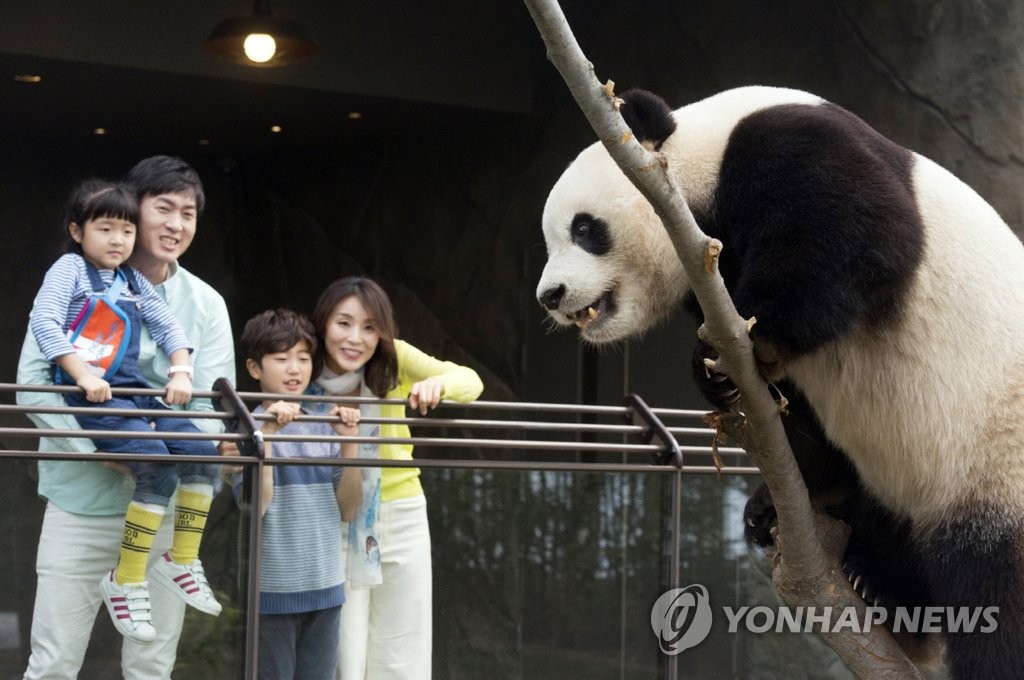 来韩中国大熊猫即将向公众开放