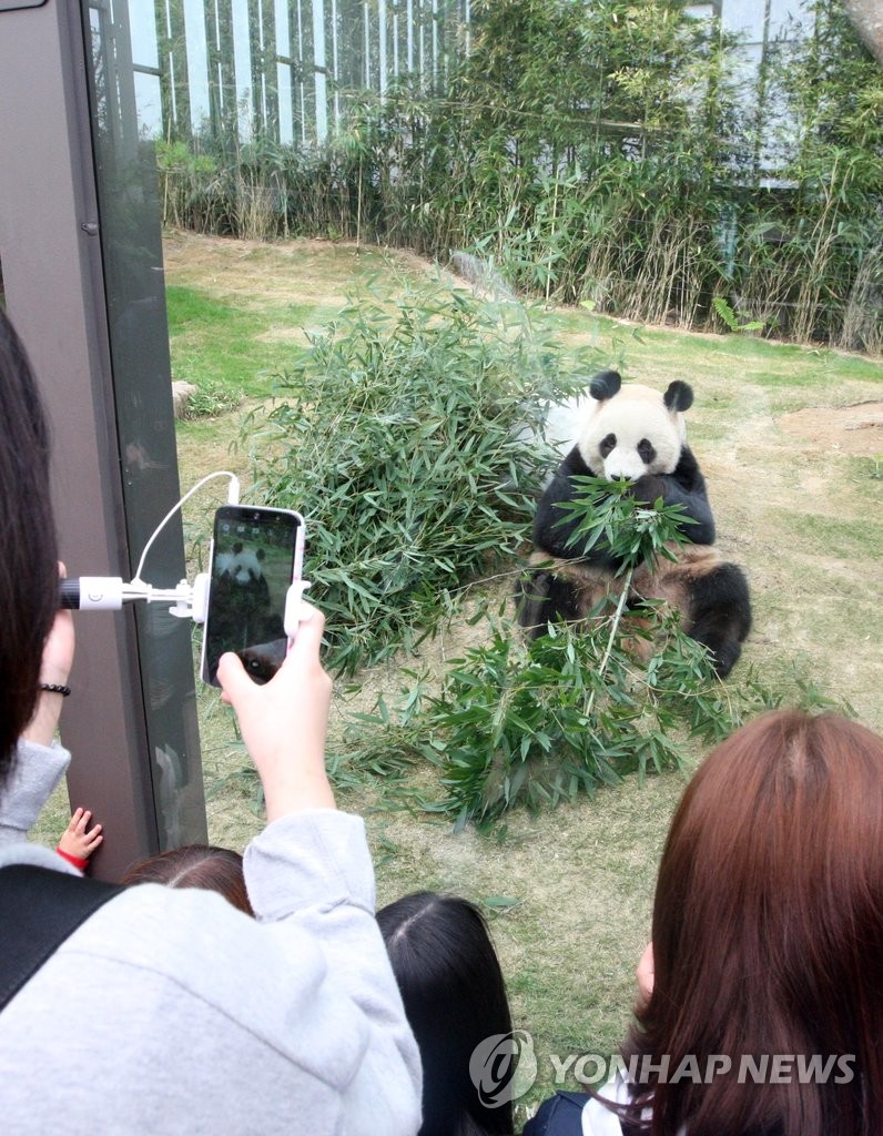来韩中国大熊猫今日向公众开放