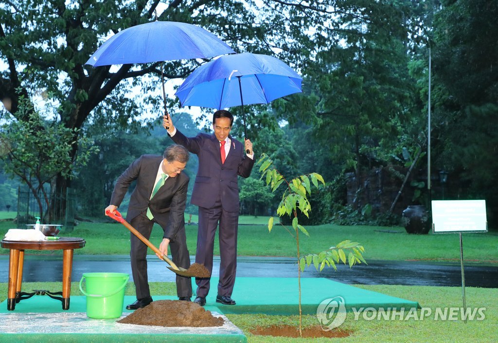 韩印尼总统雨中种树