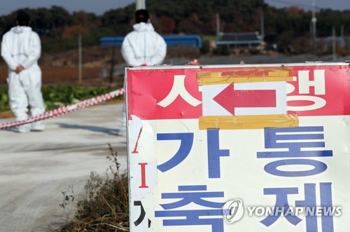 전북 고창 AI 발병