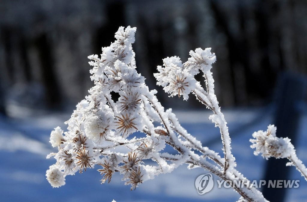 玉树琼花漫山开图片