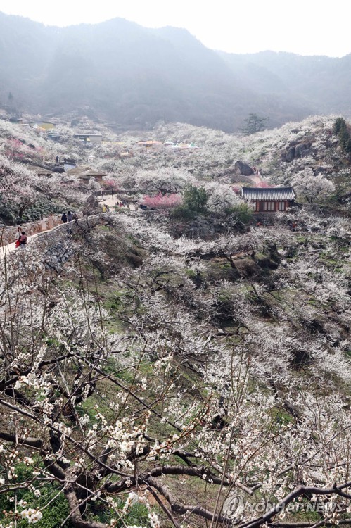 满山梅花开