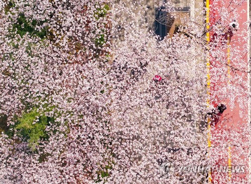 汝矣岛樱花节进入尾声