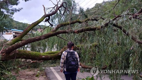 <b>태풍</b> ′링링′ 한반도 강타