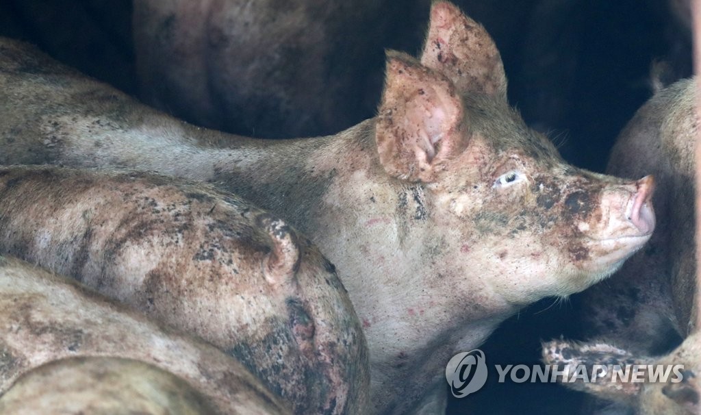 韩防疫部门警惕g4猪流感大流行风险
