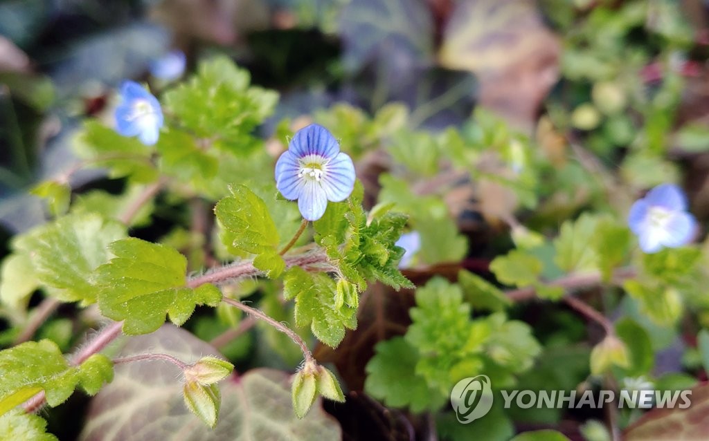 1月10日,在江原道江陵市,路边的的野花在暖冬天气中提前绽放. 韩联社