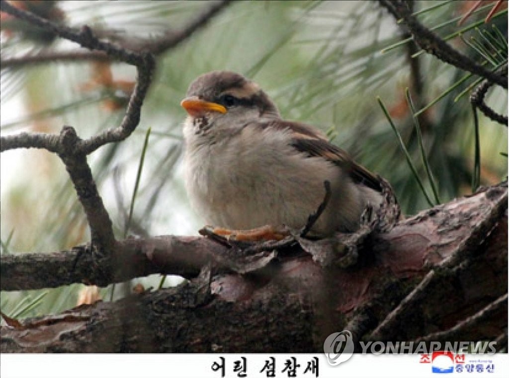 山麻雀栖息金刚山 山麻雀栖息金刚山
