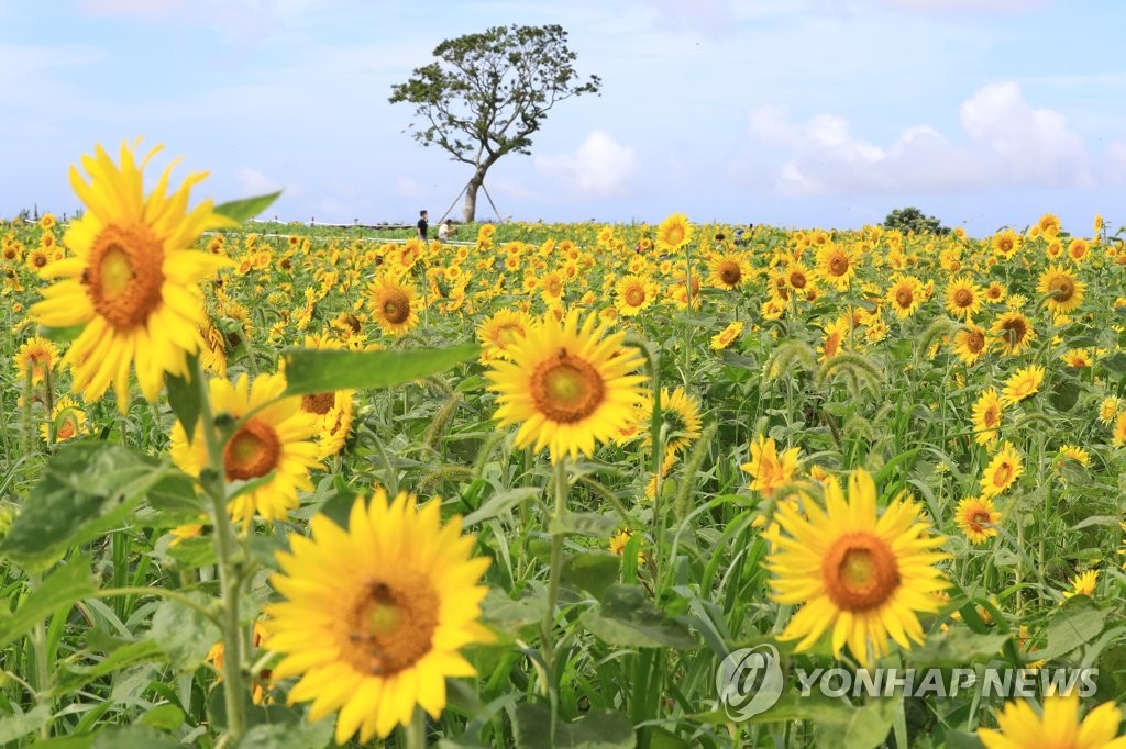 资料图片：济州向日葵花田 韩联社