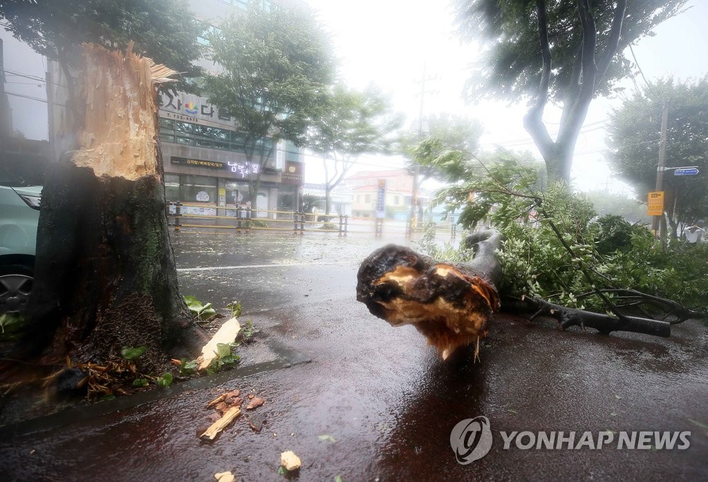 资料图片：8月26日，在济州市吾罗1洞的一处街头，路边大树被大风吹倒，断成两截。受今年第8号台风“巴威”影响，济州遭遇强风暴雨天气。 韩联社